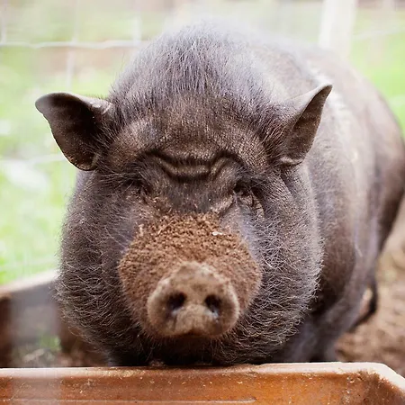 Ξενοδοχείο Husfrua Gardshotell Straumen (Nord-Trondelag)