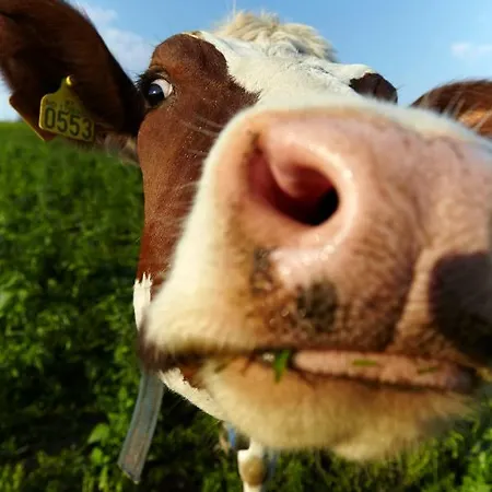 Ξενοδοχείο Husfrua Gardshotell Straumen (Nord-Trondelag)